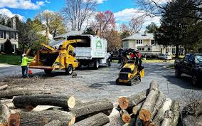 Best Hazardous Tree Removal  in Cartervle, IL
