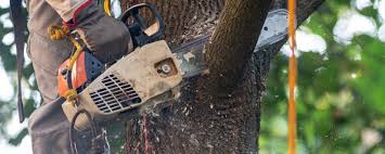 Best Firewood Processing and Delivery  in Cartervle, IL