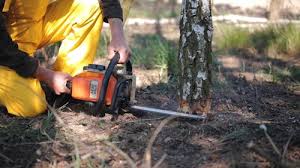 Best Lot and Land Clearing  in Cartervle, IL