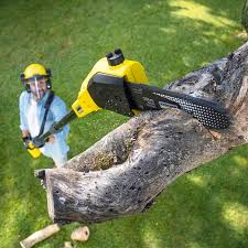 Best Grass Overseeding  in Cartervle, IL