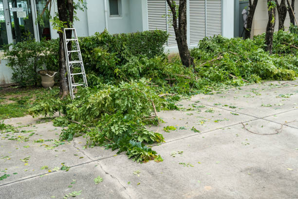 Best Fruit Tree Pruning  in Cartervle, IL