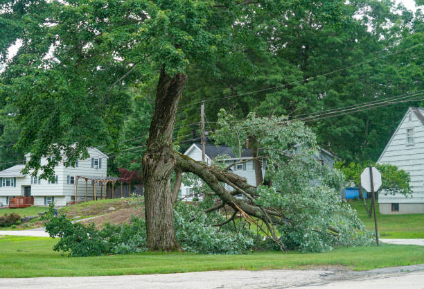  Cartervle, IL Tree Removal Pros