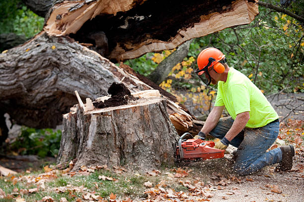 Best Pest Control for Lawns  in Cartervle, IL