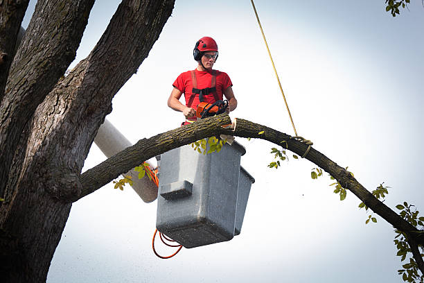 Tree and Shrub Care in Carterville, IL