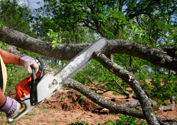 Reliable Carterville, IL Tree Removal Solutions